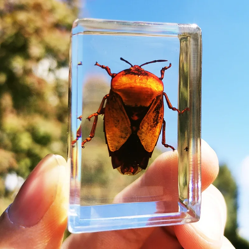 

Home Decor Insect Resin Specimen DIY Crafts Gift Animal Collection Office Desk for Men Women Biology Science Teacher Education