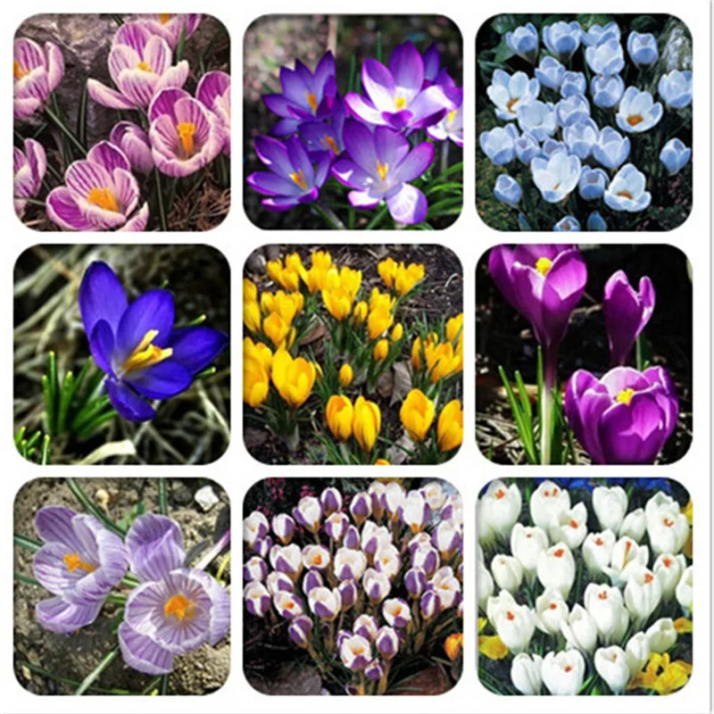 

100 шт. шафрановые суккуленты ароматные цветы ароматный сильный аромат