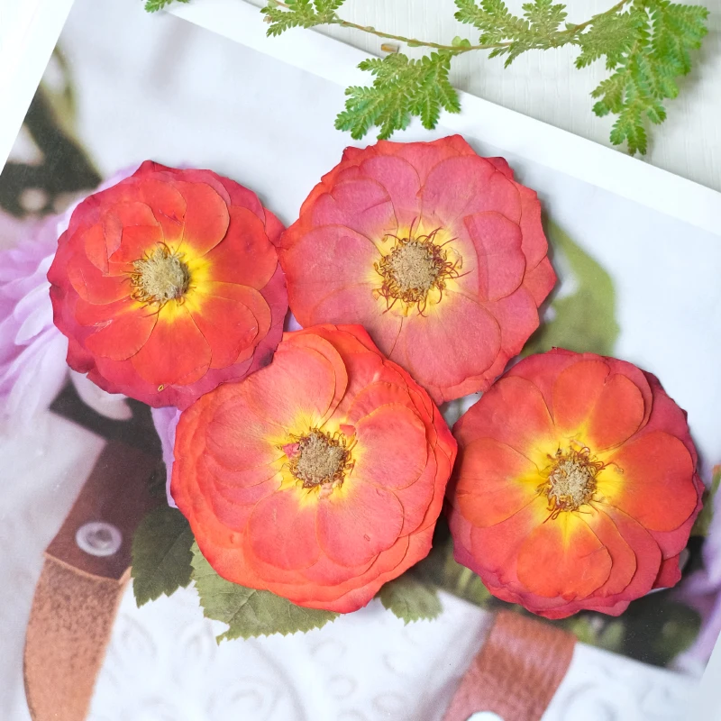 5-8 см/4 шт. большая роза сухая Цветочная прессованная наклейка для лица макияж