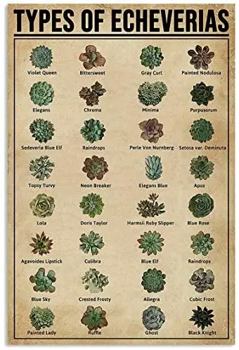 

Типы плакатов, знания, Настенный декор, Художественная печать, подарок для любителей растений, винтажный домашний Настенный декор, плакат в стиле ретро 12x16 дюймов