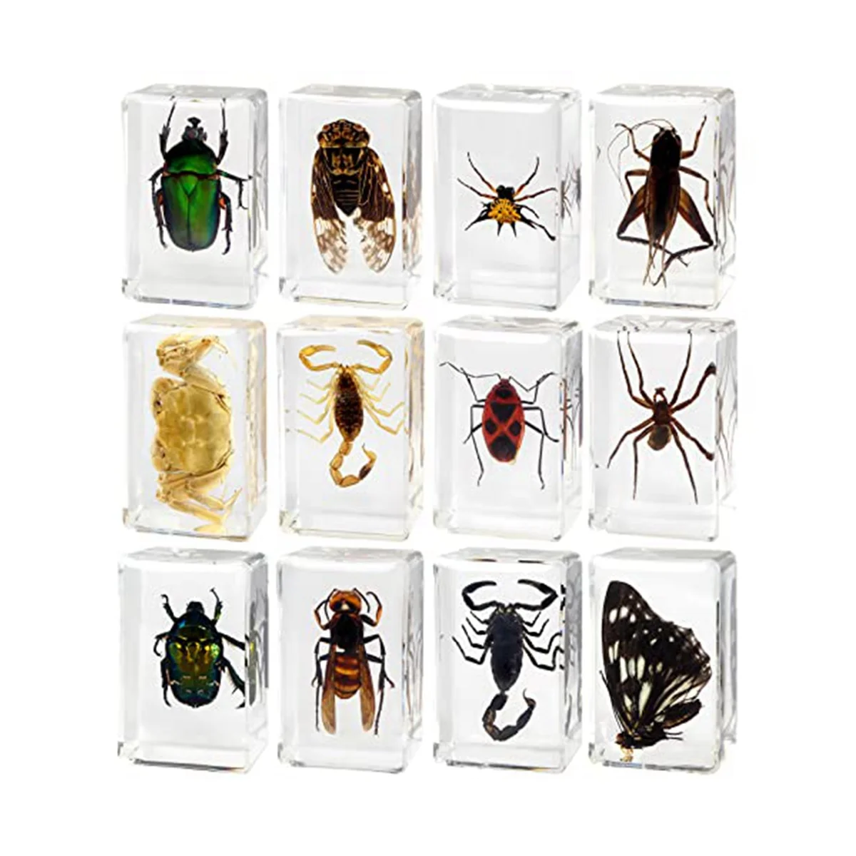 

12 Pcs Insect Resin Specimen, Resin Animal Insect Taxidermy Kit Science Education Classroom Specimen