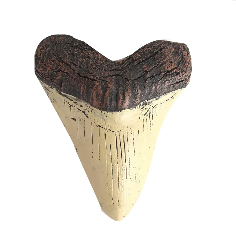 

Megalodon Shark Tooth Fossil Giant Shark Tooth Megalodon Tooth Resin Replica