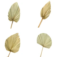 1pcs palm leaf dried natural flowers palm leaves dry palm fan window cocktail wall hanging decor party wedding art arch layout