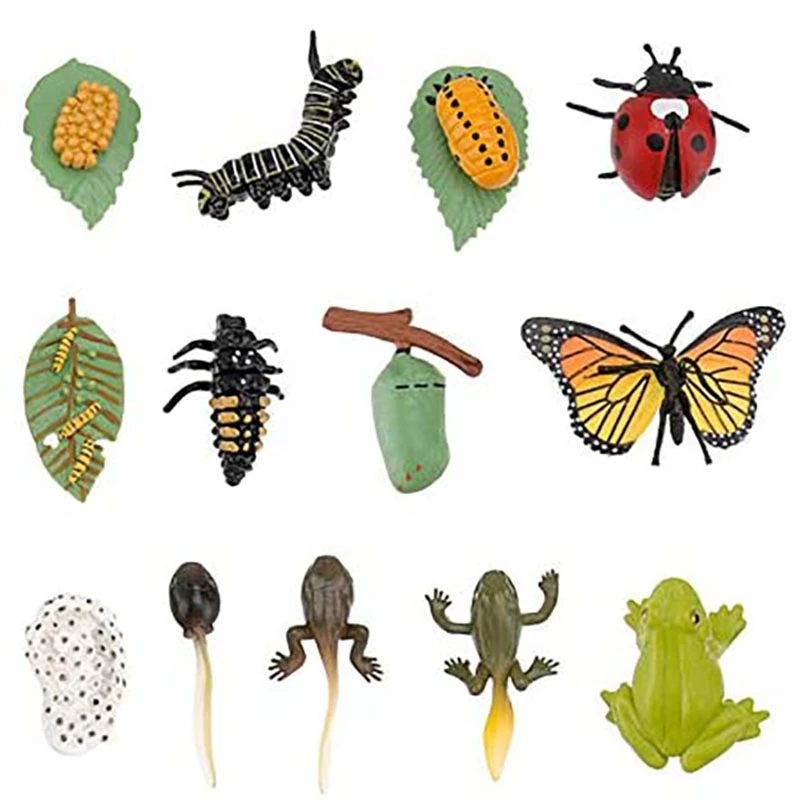 

3 Sets Plastic Life Cycle Toys Ladybug Growing Kit Frog Life Cycle Butterfly Life Cycle Kit Bug's Life Toys