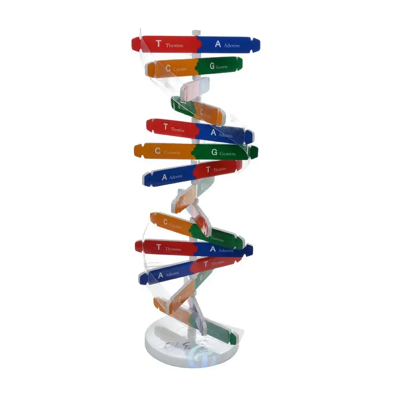 

DNAs Models Double Helix Human Genes DNAs Models DIY Biological Science Popularization Teaching Aids For DNAs Assembling Display