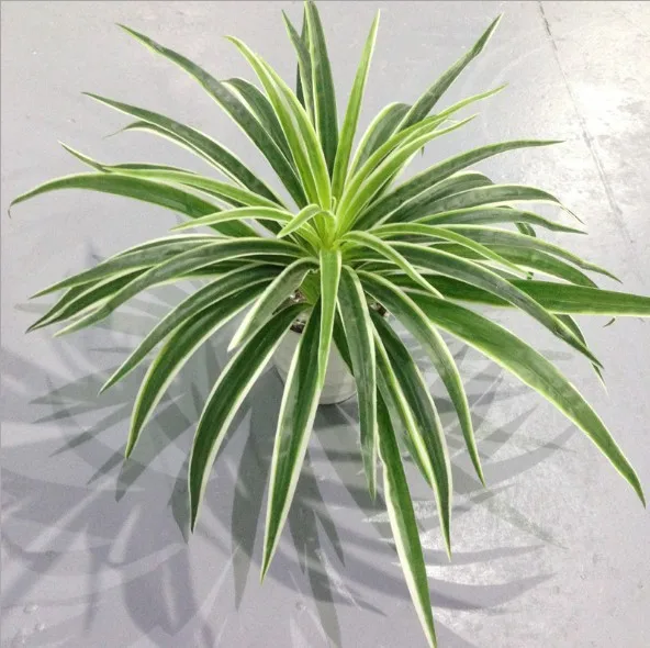 

1PC Simulation Plant 50 Leaves Chlorophytum Fake Grass Living Room Decoration Plastic Flower Artificial Green Plant Without Pot