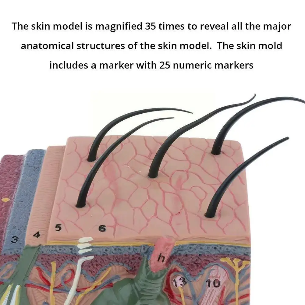 

Human Body Skin Structure Anatomy Model 35 Times Skin Magnification Nerve Medical Model Teaching Model Anatomical Tissue M6g7