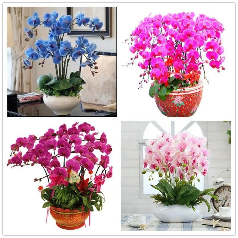

Clivia butterfly orchid цветок фаленопсиса аромат 100 шт.