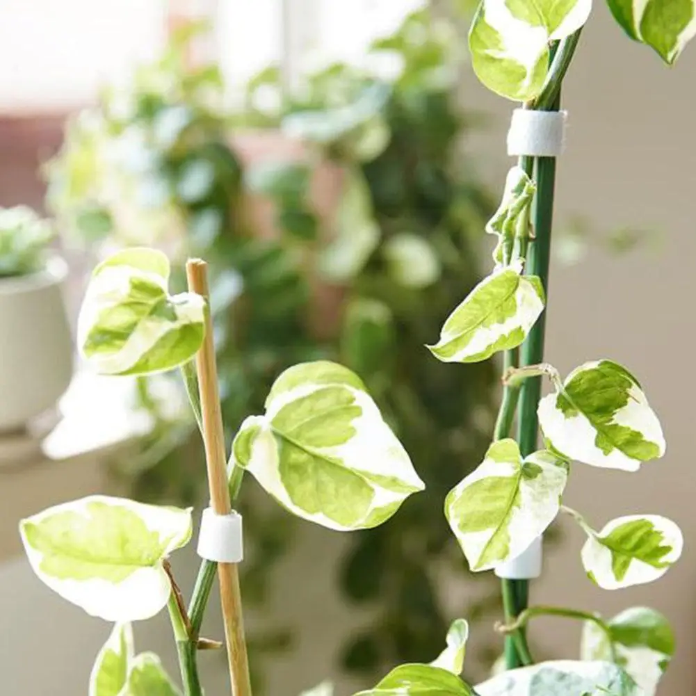 

3 Pack Nylon Green Garden Twine Plant Ties Hook Loop Bandage Cane Accessories Support Wrap Garden Supports Garden Bamboo V6D7