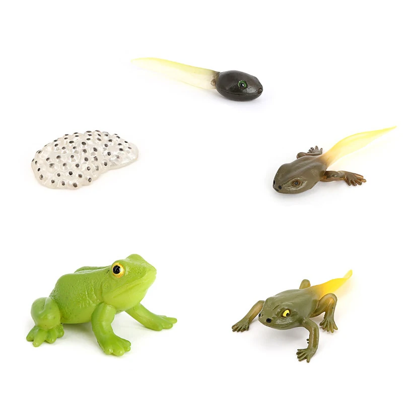 

Моделирование животных, модель насекомого, маленькое животное, Бабочка, пчела, лягушка, паук, улитка, рост, технические материалы для обучен...