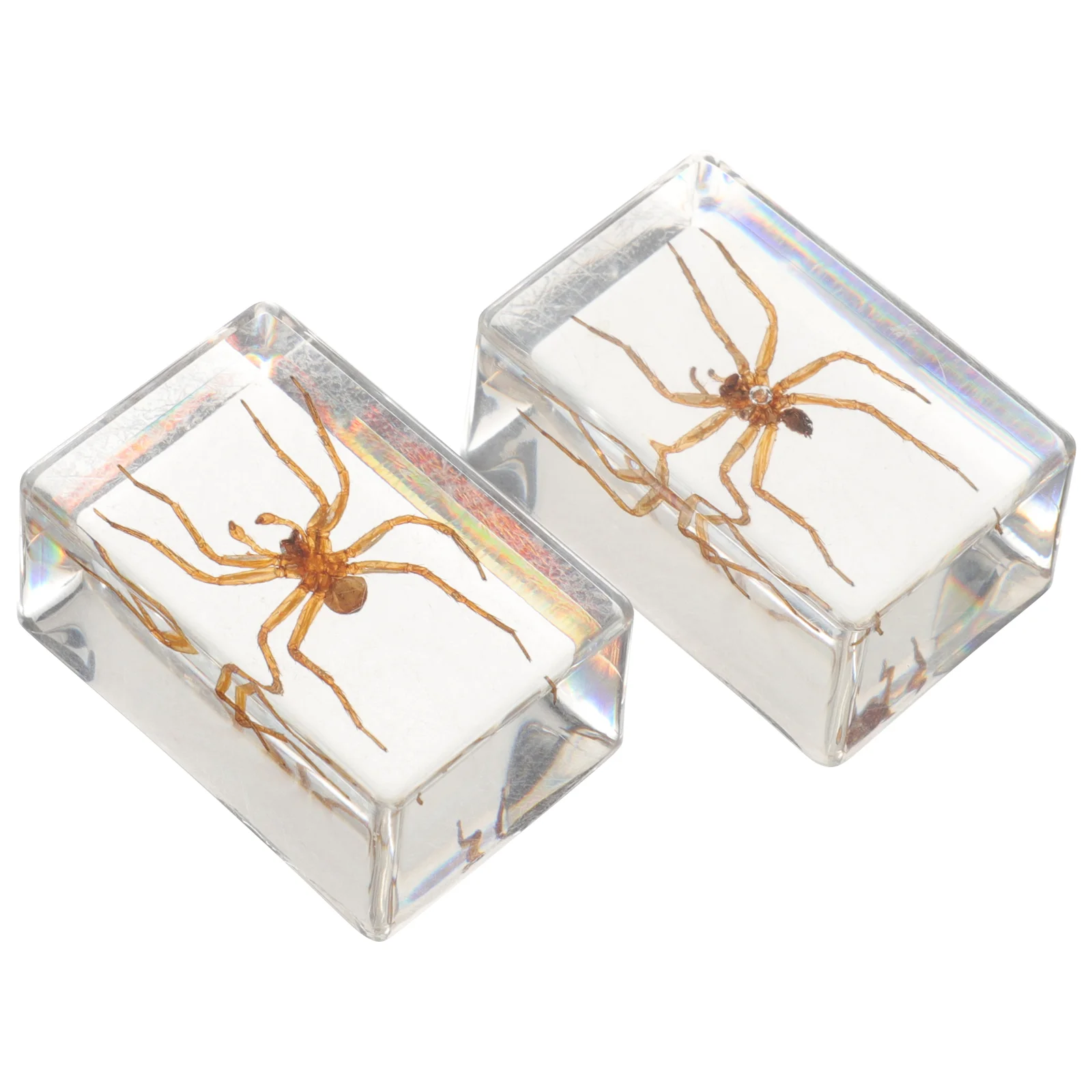 

Accessories Home Table Decoration Resin Specimen Insects Desktop Multi-function