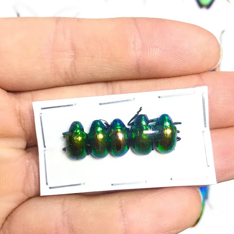 Спартанский вертикальный Карманный образец Chrysochus Auratus домашний декор 5 шт. в