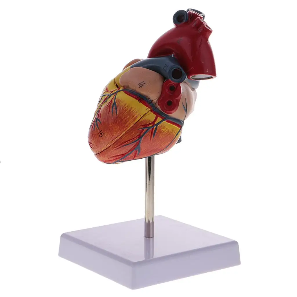 

Study Kits - 1:1 Human Cardiac Heart Model with Base Lab Ornament