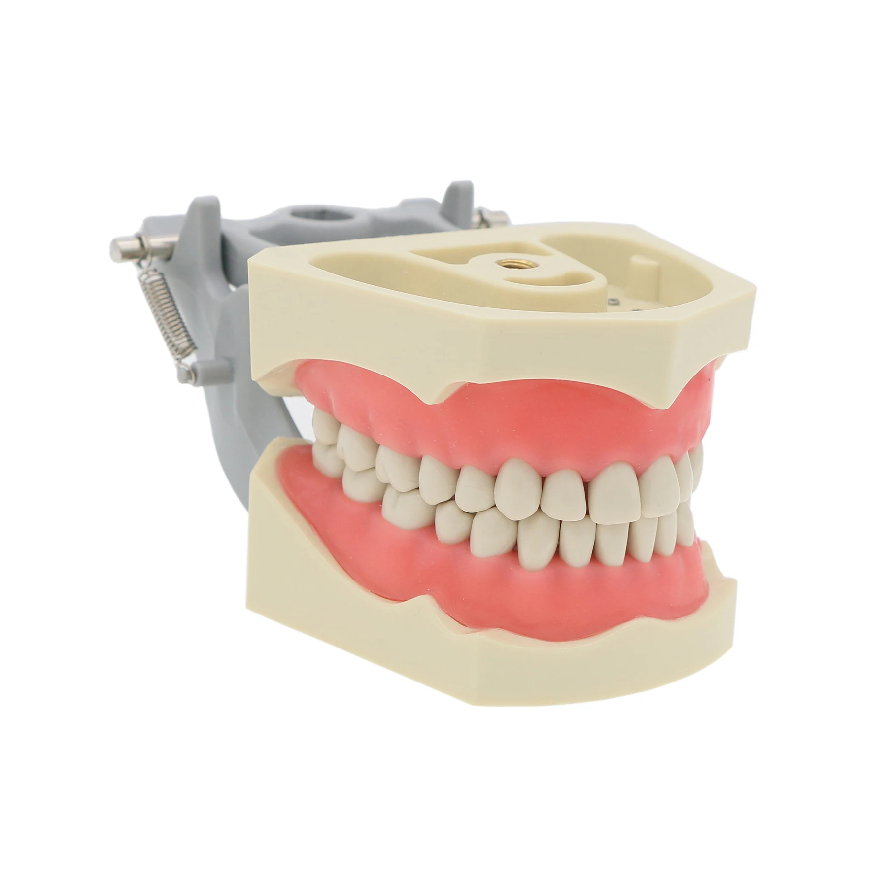 Columbia 860 Type Dental Typodont Teeth Model Soft Gingiva 32pcs Removable Teeth