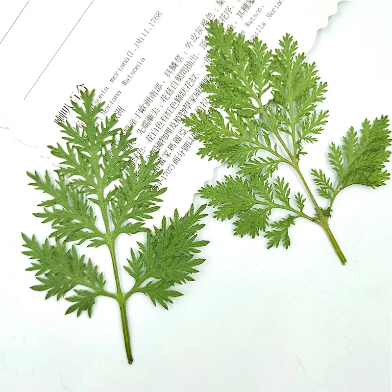 

Small Christmas Leaves DIY Handmade Material Dried Press Flower 1 lot/100pcs Wholesale Free Shipment