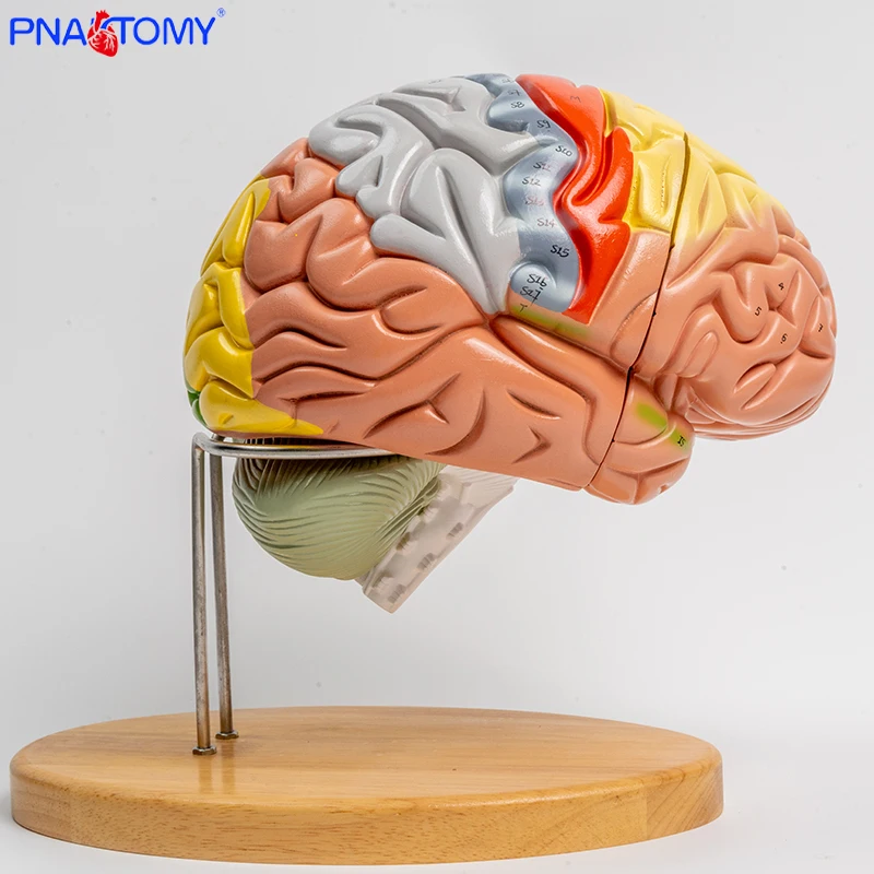 Мозговое мозговое основание 4 части разборная Анатомия мозга развивающие