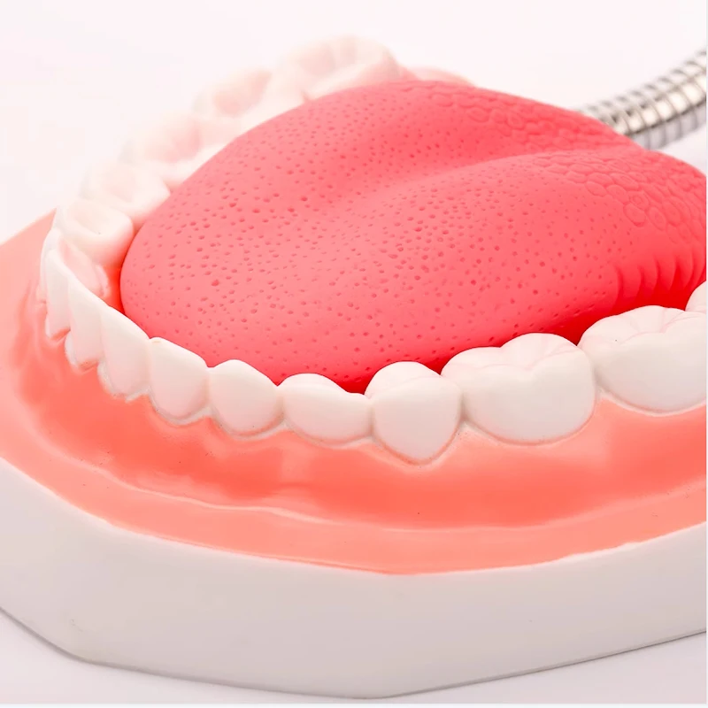 Зубная обучающая модель увеличенная в 6 раз стандартного размера