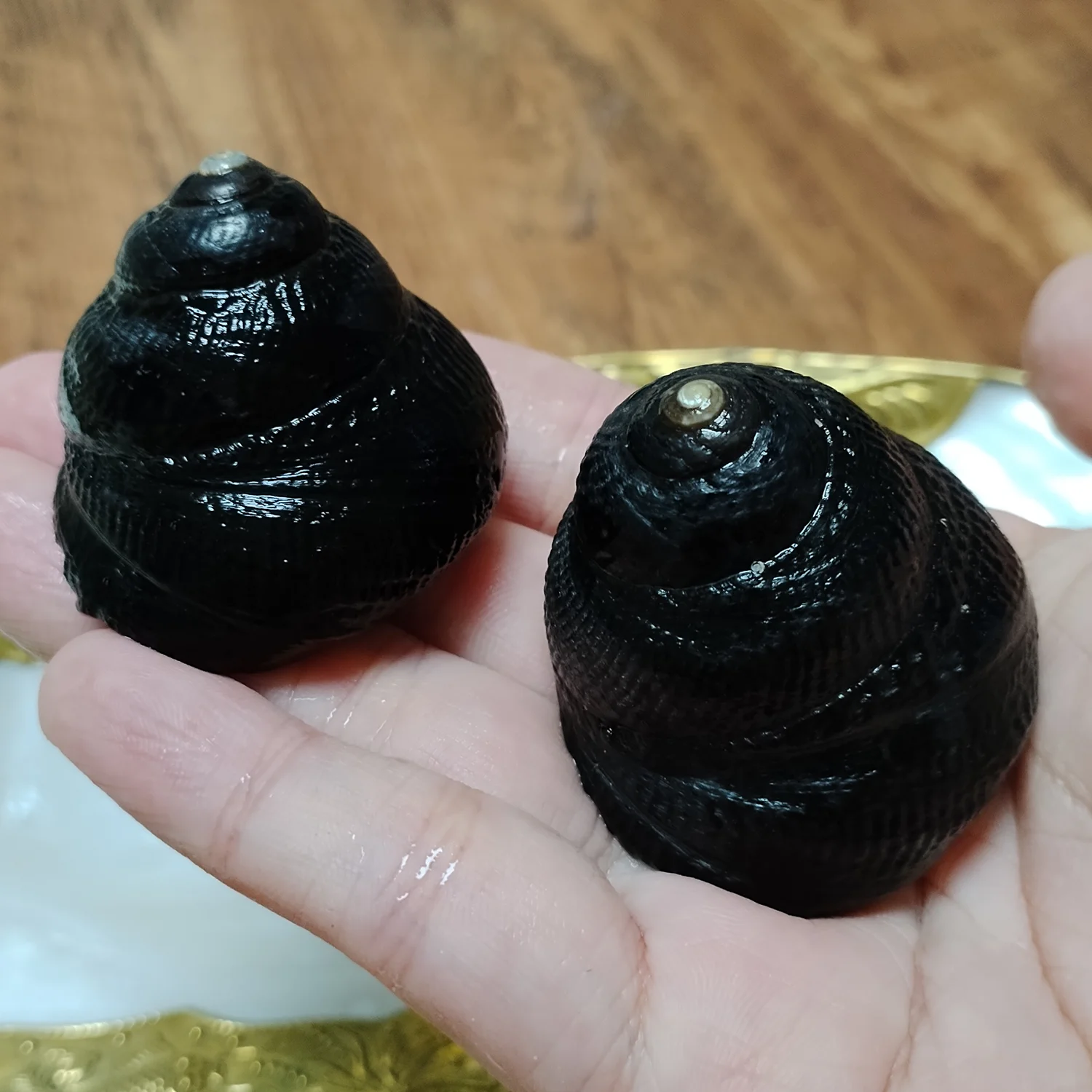 

Черные нефритовые улитки, 2 шт.