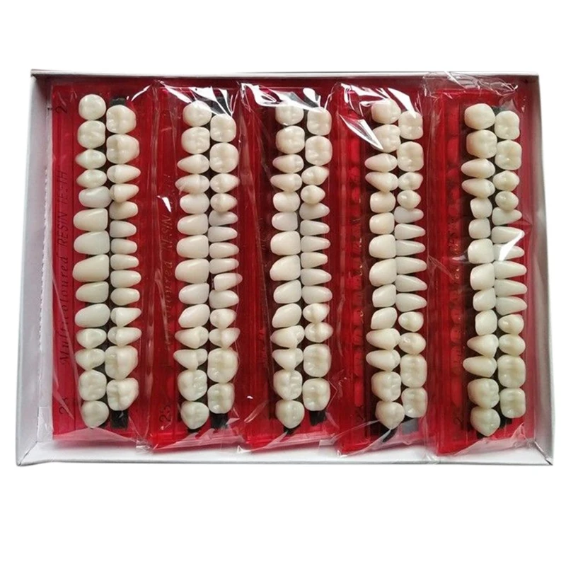 

1Set Teeth Model Durable Dentures Universal Resin False Teeth Material Teeth Teaching Model Dedicated Teeth