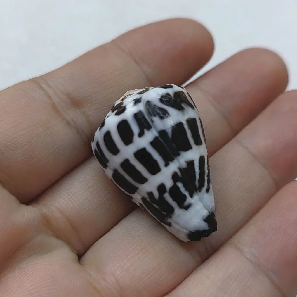 

Леопардовые ракушки для декора