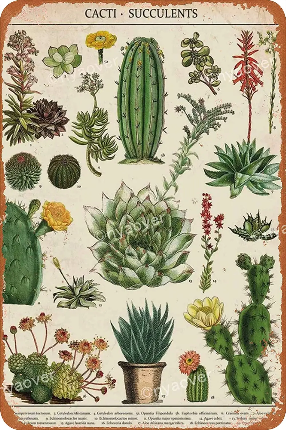 

Cacti Succulents Tin Sign Wall Metal Retro Craft Art Painting Iron Plate Office Garden Living Room Decoration Warning Poster
