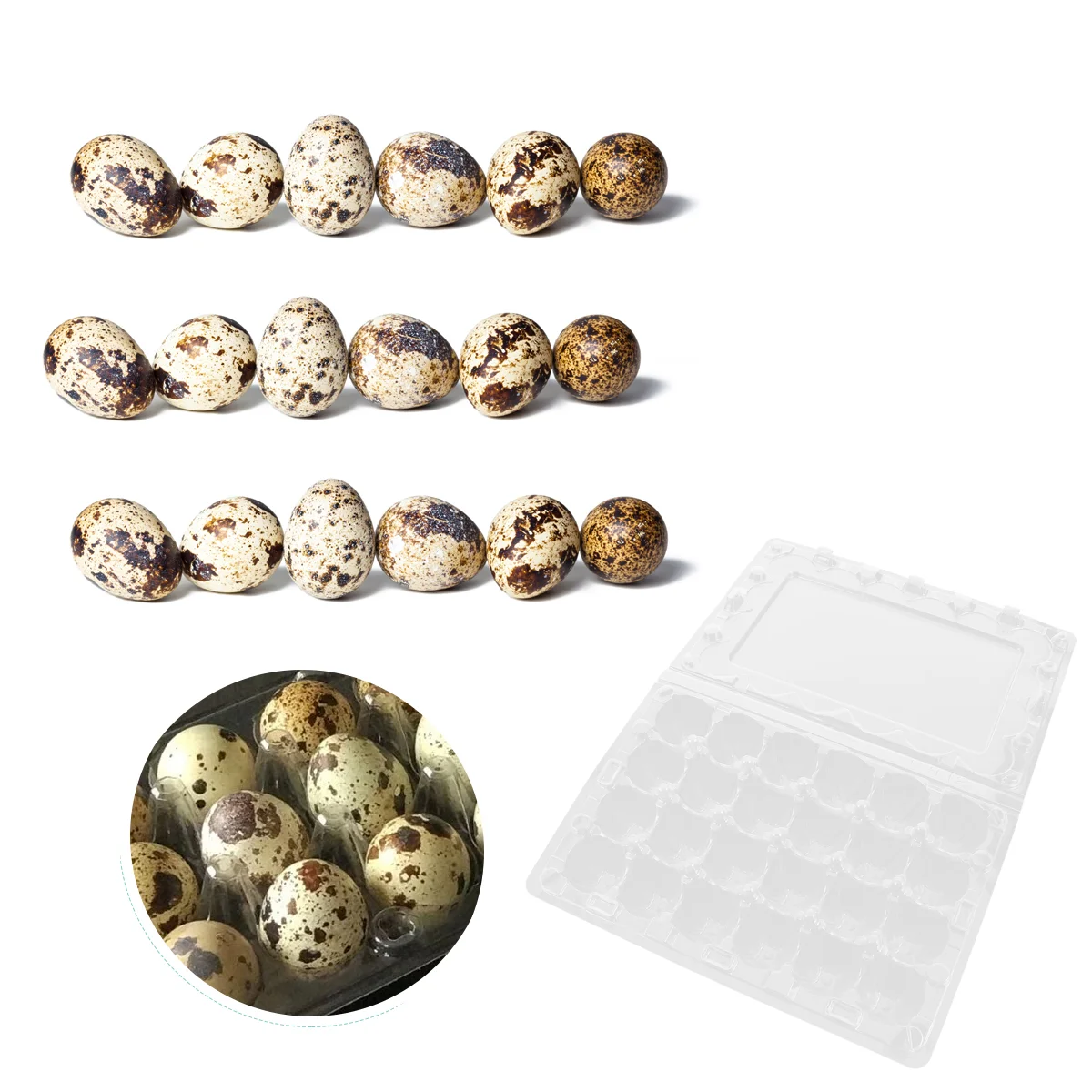 

12 Pcs Quail Egg Storage Box Fridge Containers Egg Dish Pearl Wool Egg Plate Quail Egg Holder Clear Plastic Eggs