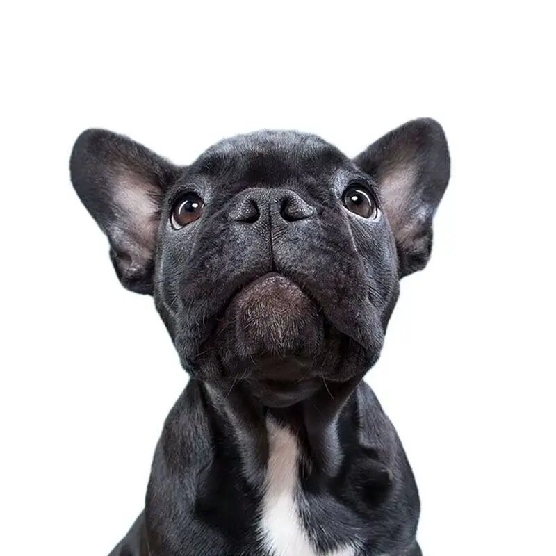 

PVC-0167# Печатный самоклеющийся наклейки на авто Французский бульдог водонепроницаемые наклейки на машину стикер этикеты наклей