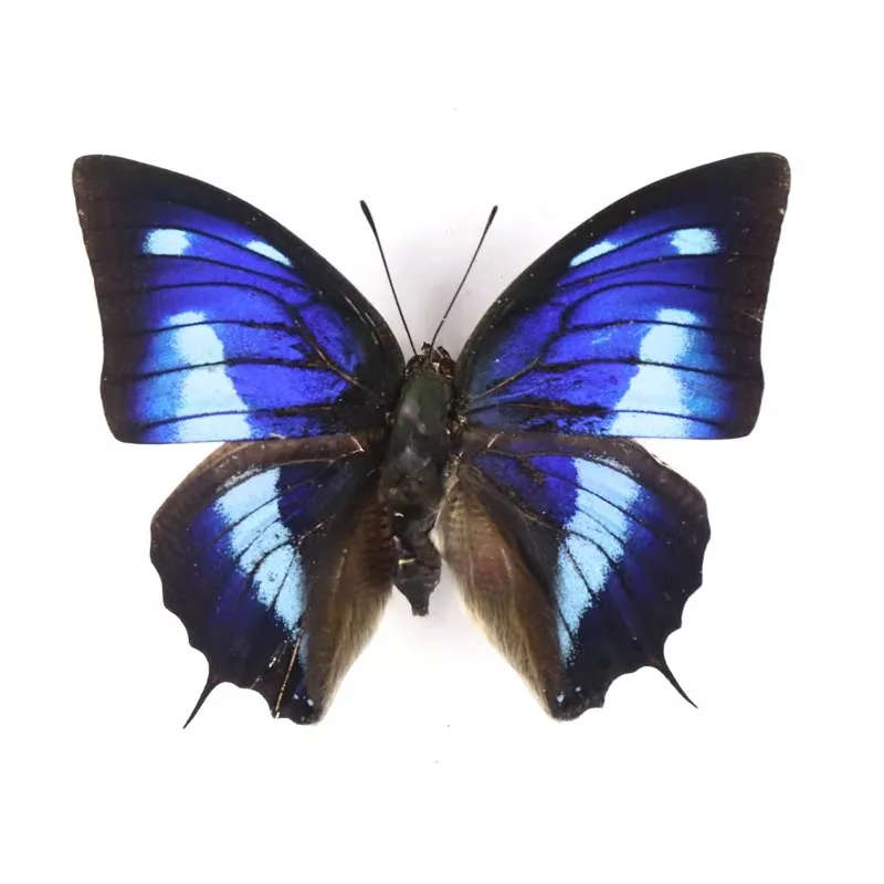 Настоящие образцы бабочек цианея полиграфа популярное научное обучение сделай