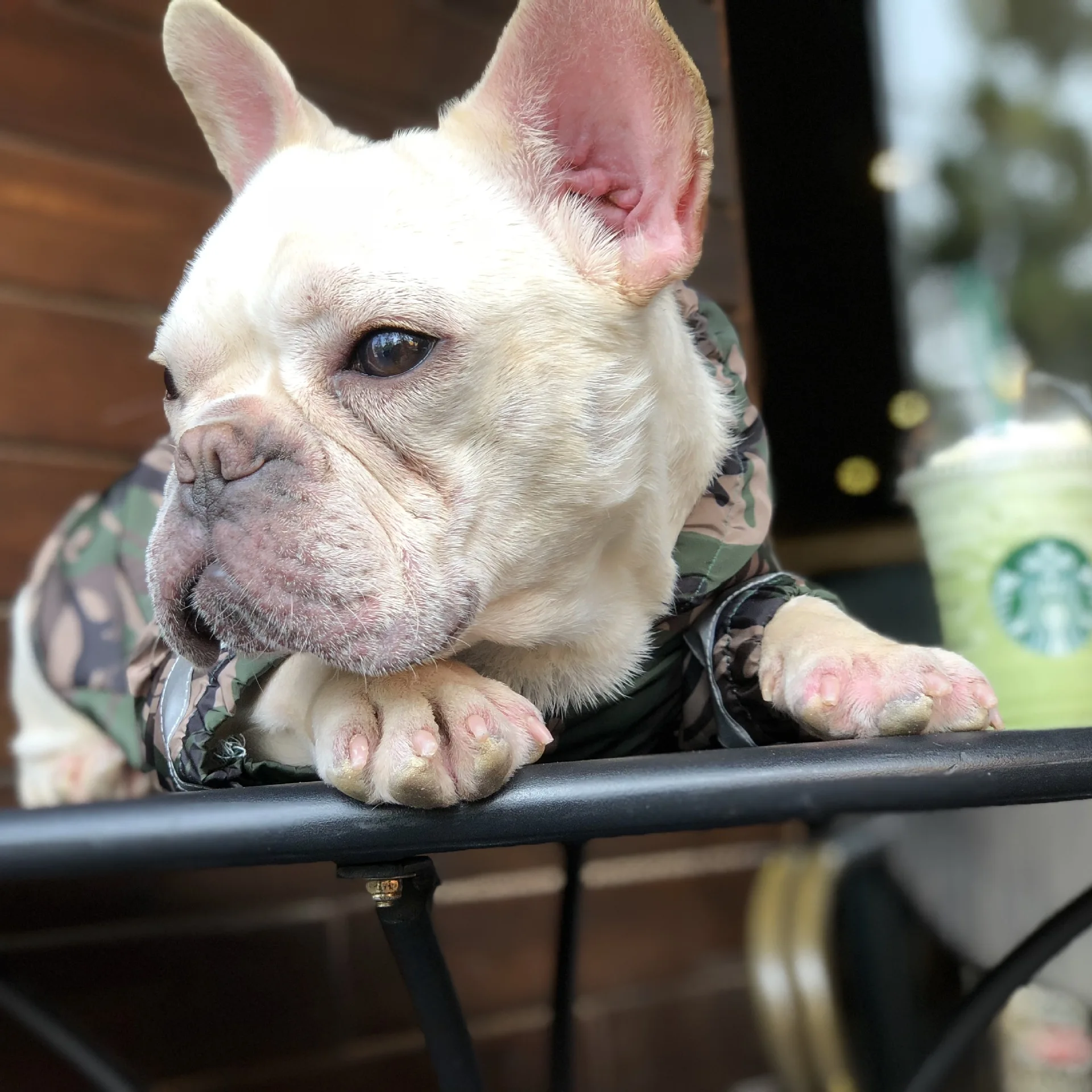 

Pet Dog Waterproof Coat Dog Raincoat Reflective Dog Outdoor Clothes Hooded Jacket for Small Medium Large Dog Pet Supplies