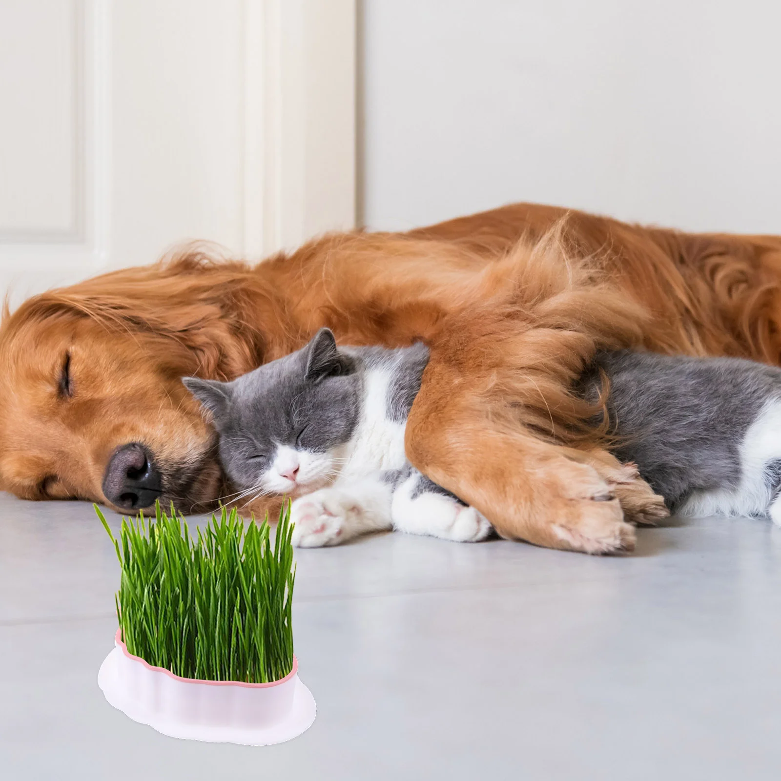 

2 Pcs Soilless Cat Pot Creative Flower Hydroponic Grass Planter Treats Nursery Home Practical