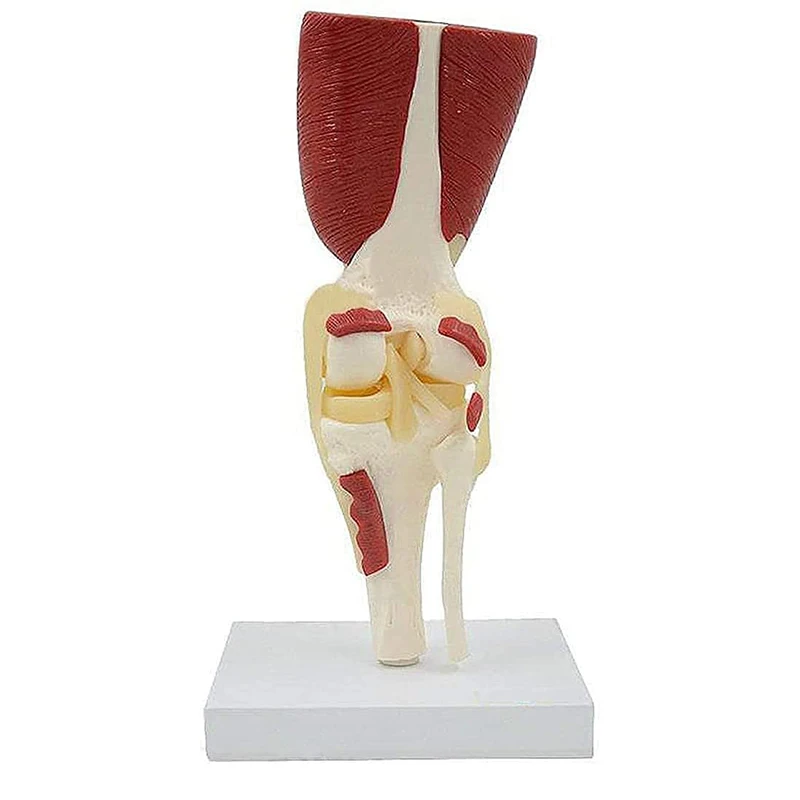 Human Knee Muscle Anatomy Model Medical Science Teaching Resources Dropshipping