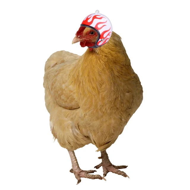 Funny Chicken Helmet Small Bird Duck Quail Hard Hat Headgear Prevent The Chicken From Smash Protect For Hens Head Pet Supplies 4