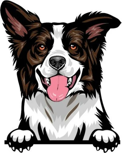 

For (Choc) BORDER COLLIE Peeking DOG Breed Color Wall Window Sticker w/proof