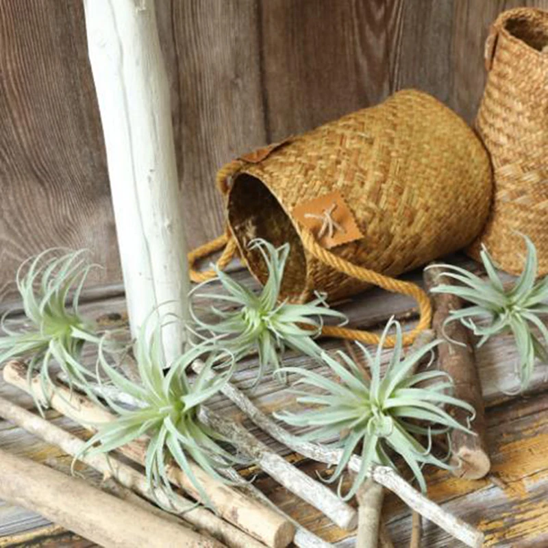 1 шт. искусственная ананасовая трава воздушные растения искусственные цветы