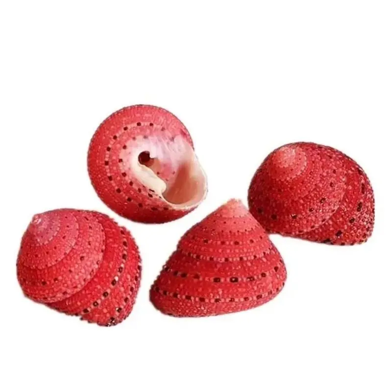 1Pcs Full Strawberry Bell Snail About 2cm Specimen Shellfish Ornaments Fish Tank Decoration Small Bean Replacement Shell