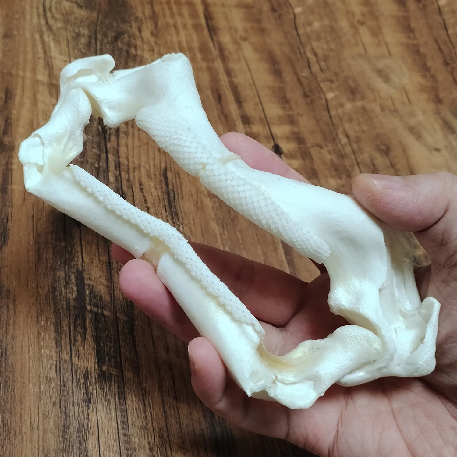 

Triggerfishes Череп Белые Драгоны Скелет Морская Рыба Образец Кости Модель Животного Даксдермия Наука Образование Специальные Подарки