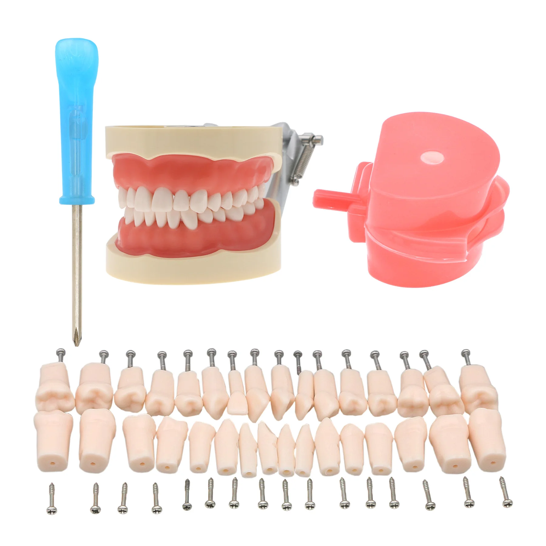 

Стоматологическая модель модели 200