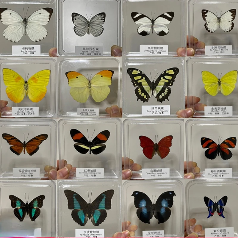 

Real butterfly specimen Photograph photography props Popular science teaching ornaments Real butterfly specimen room decor