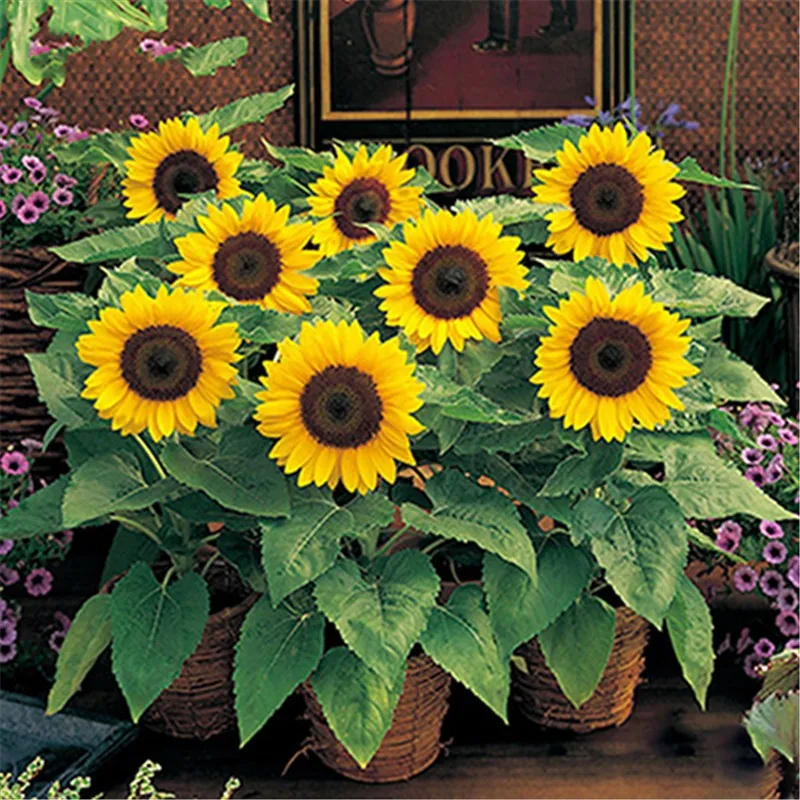 

50PCS Ornamental Dwarf Sunflower Las semillas