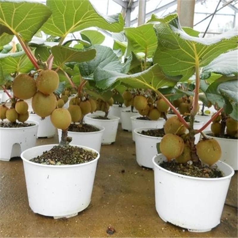 

Ароматные фрукты Seet Kiwifruit 100 шт.
