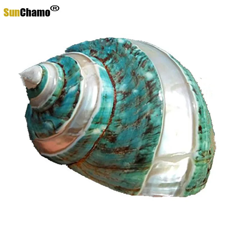 

Natural Conch Shell Super Great Green Snail Great Green Screw Aquarium Landscape Mediterranean Home Specimens Decoration Crafts