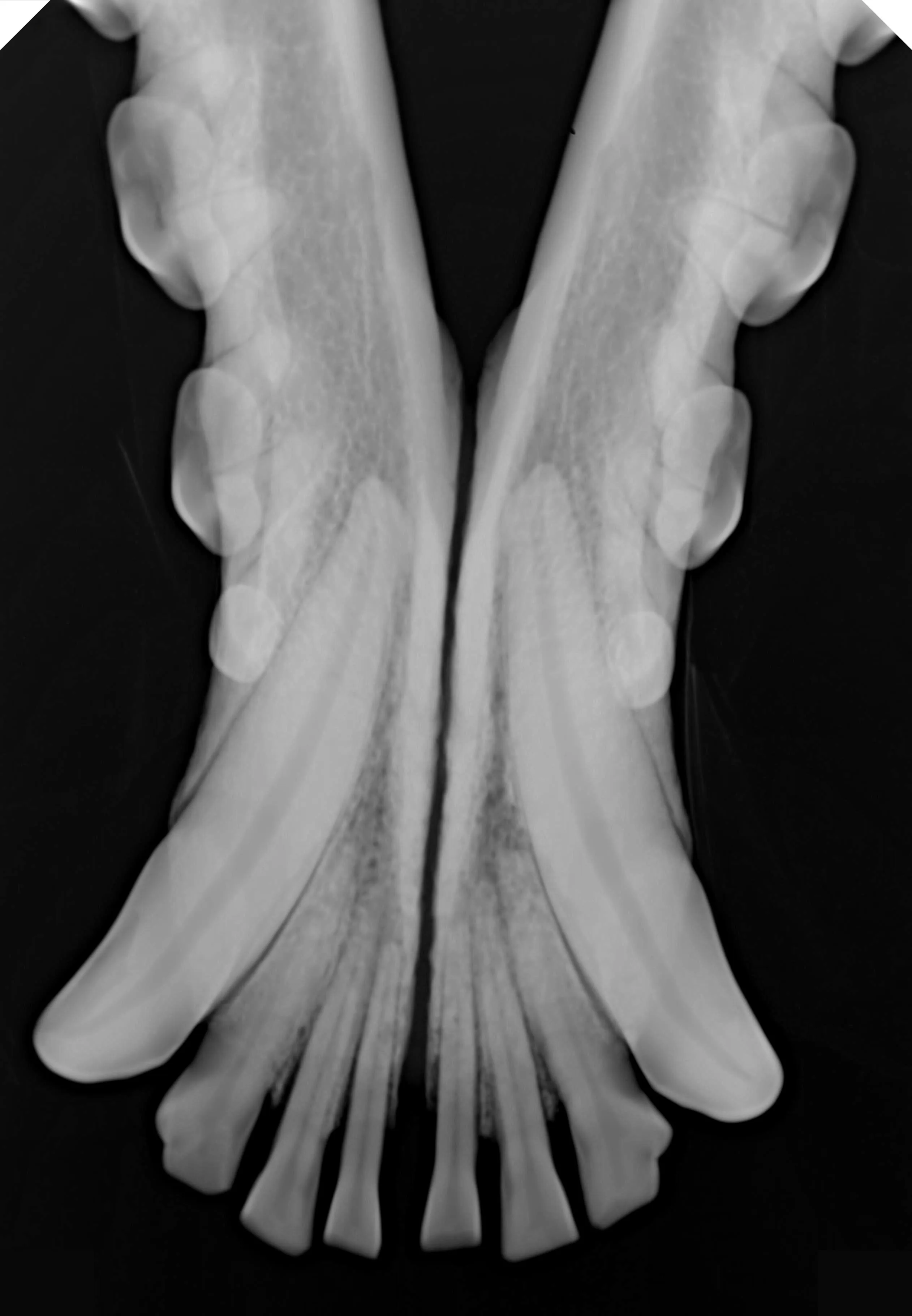 Оригинальный датчик изображения РУЧНОГО размера 4 рентгеновская панель для