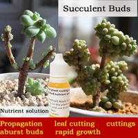 10ml succulent old piles burst buds rapid growth refined obesity agent leaf cutting progenitor rooting nutrient solution