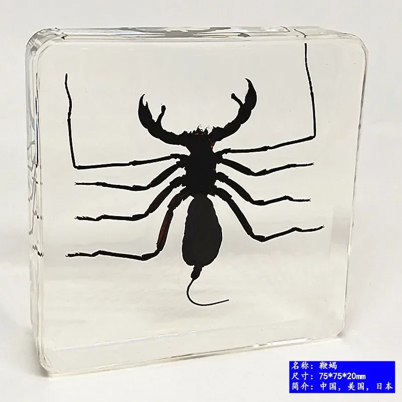 

29 Kinds of New Resin Insect Specimens Are Real Insect Beetle, Spider Beetle Long Beetle, Scorpion CENTIPEDES Amber Specimen