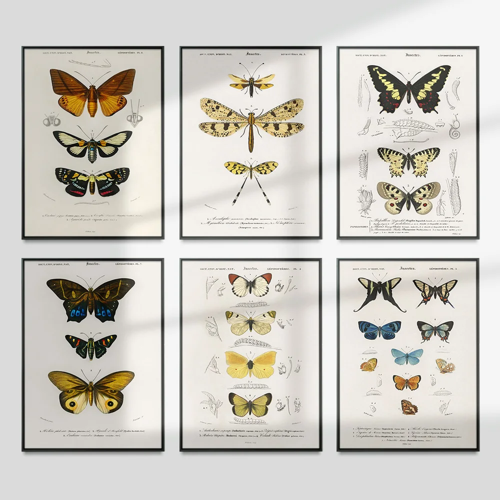 

Charles Henry Dessalines D'Orbigny Poster Different Types Butterfly Illustrated Wall Stickers Print Art Decor Canvas Painting