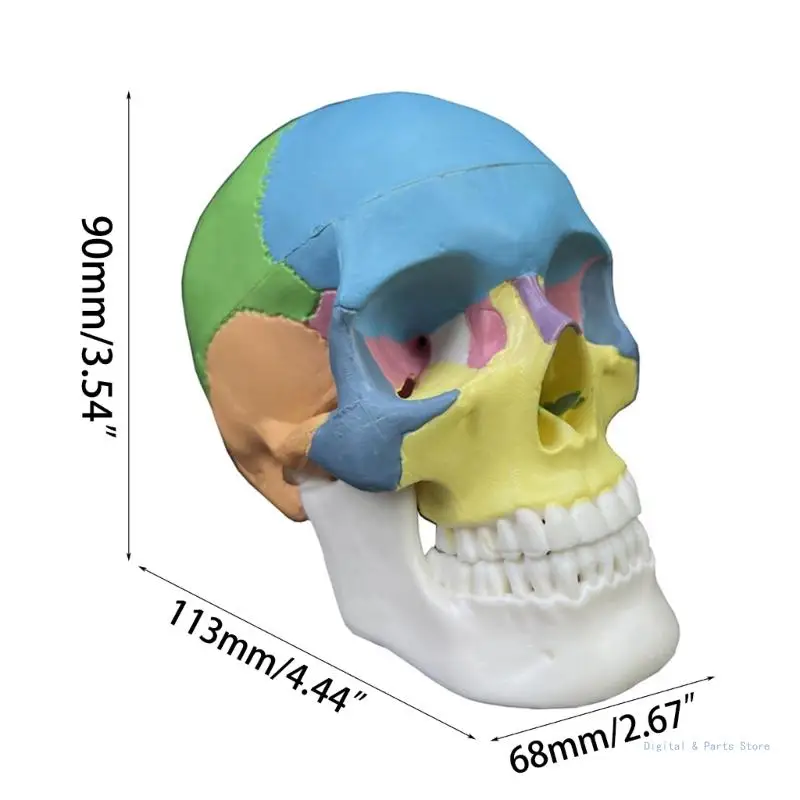 M17F Съемная научная анатомия 4D модель черепа Исследование Дисплей Инструменты медицинского обучения (art.: 3920c85560749) - 3920c85560749