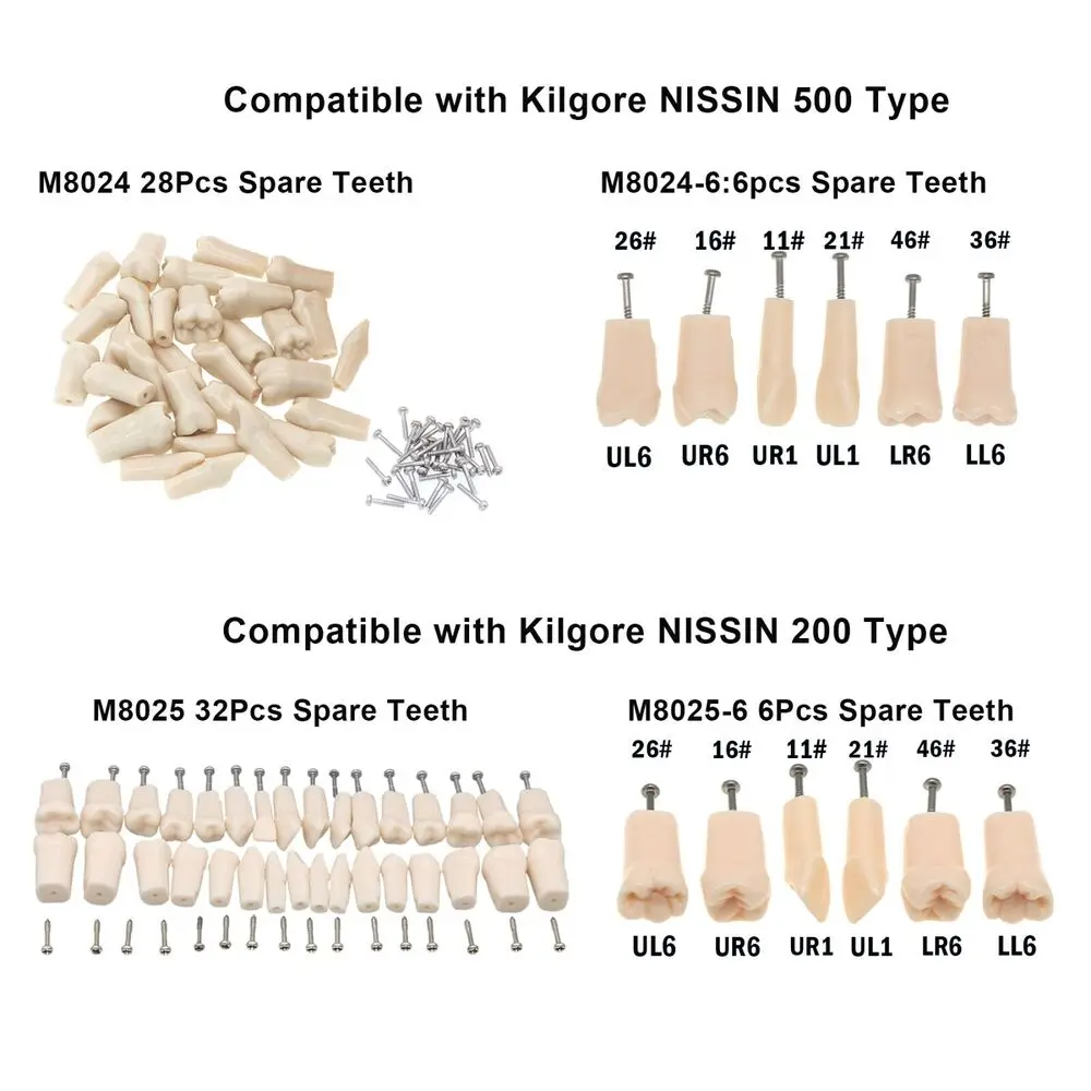 Dental Replacement Screw-in Teeth Typodont Model fit Kilgore NISSIN 200/500 Type