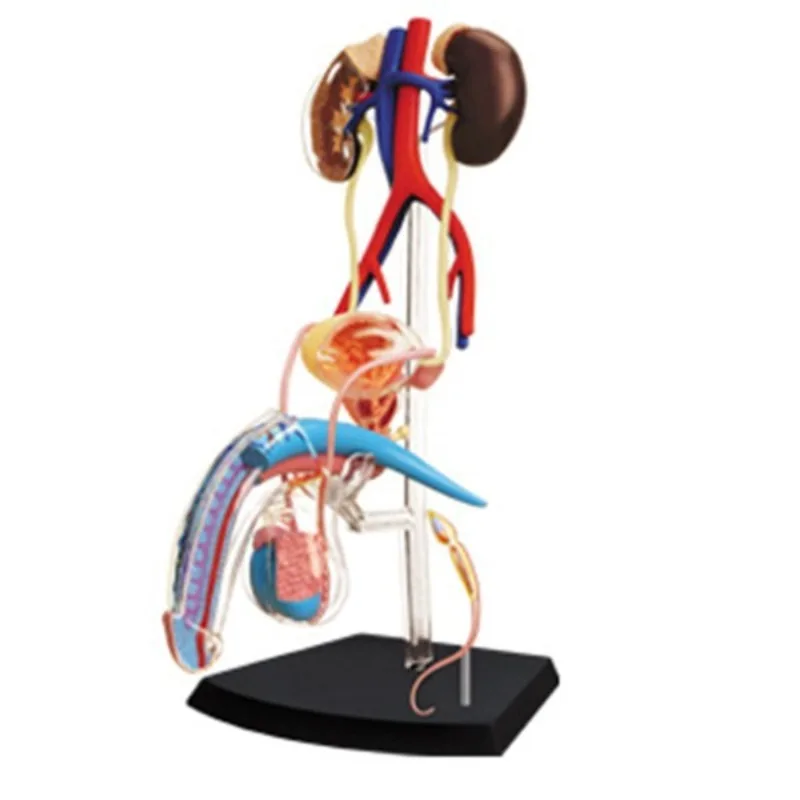 

Анатомическая модель мужской репродуктивной системы Blue Butterfly