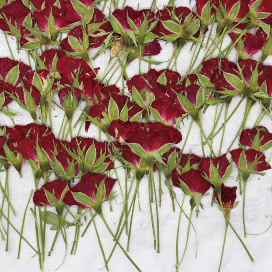 

30pcs Side Pressed Dried Half Red Rose Buds Plant Herbarium For Jewelry Postcard Invitation Card Phone Case Bookmark Craft DIY