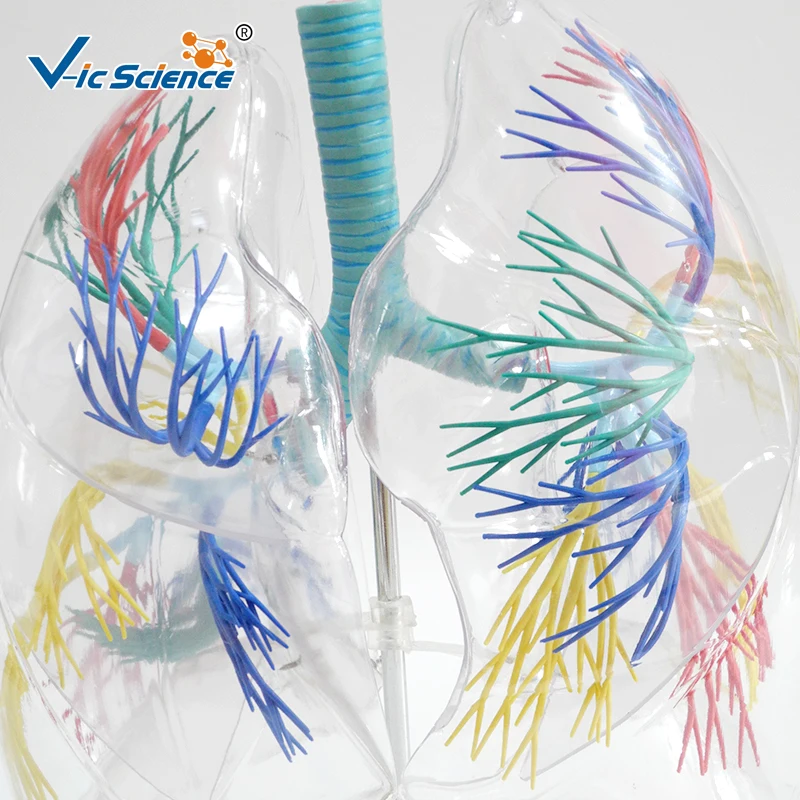 Человеческий Размер жизни в 2 раза увеличенные прозрачные легкие - купить по